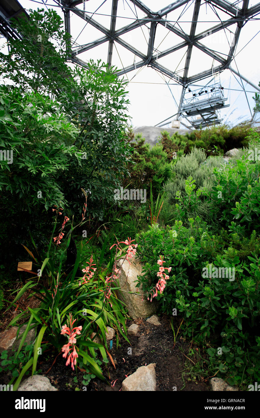Mediterranean Biomes, Eden Project, Bodelva, St Austell, Cornwall Stock Photo