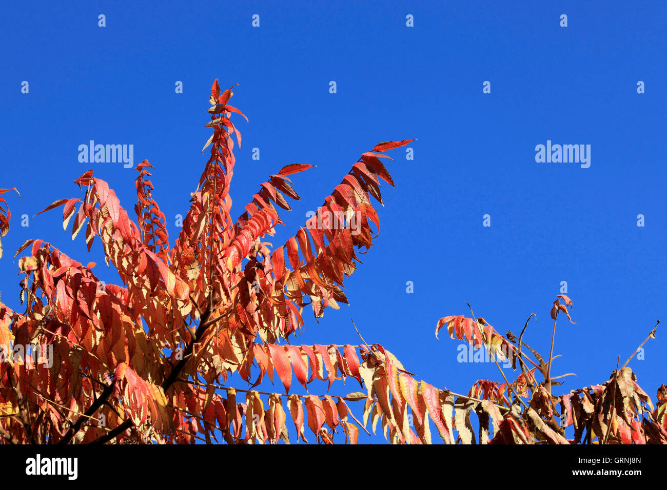 Autumn Colour, Stag Horn tree, UK Stock Photo Alamy