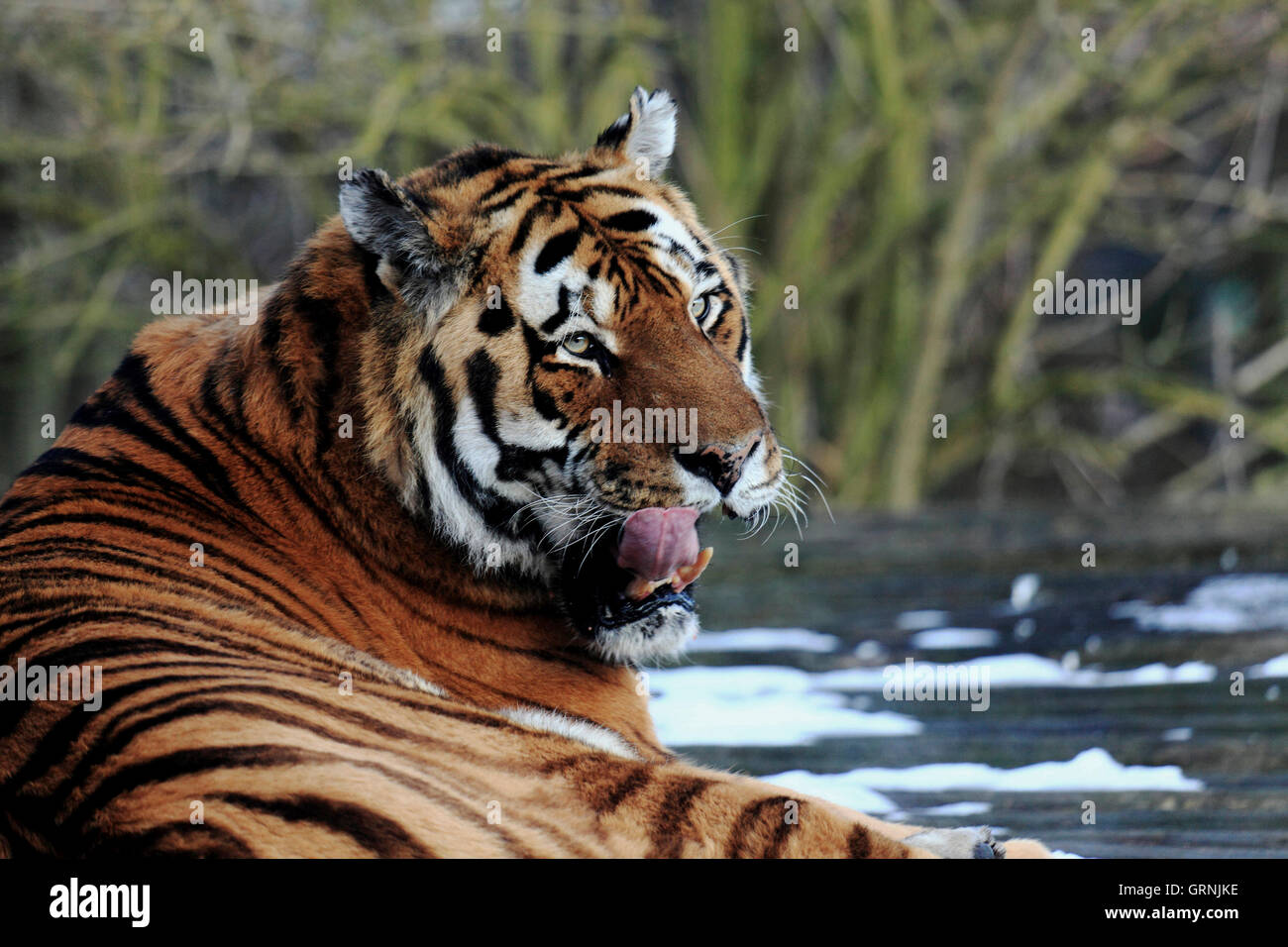 Siberian Tiger, Howletts Zoo Park, Kent, UK Stock Photo Alamy