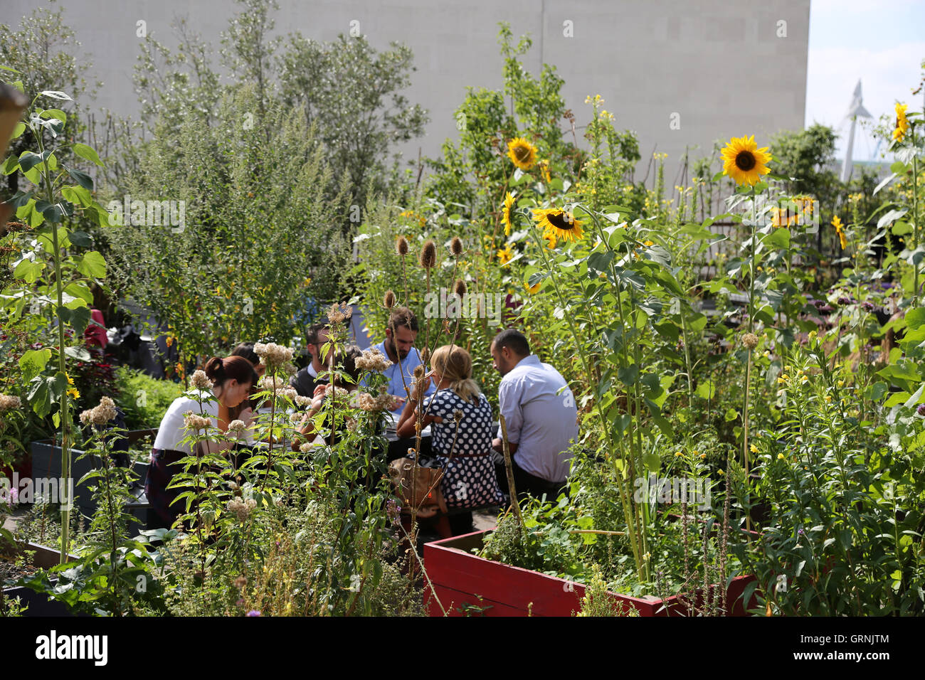 People enjoying a 'pop-up' garden built on the concrete roof terrace above the Queen Elizabeth Hall on London's South Bank.UK. Stock Photo
