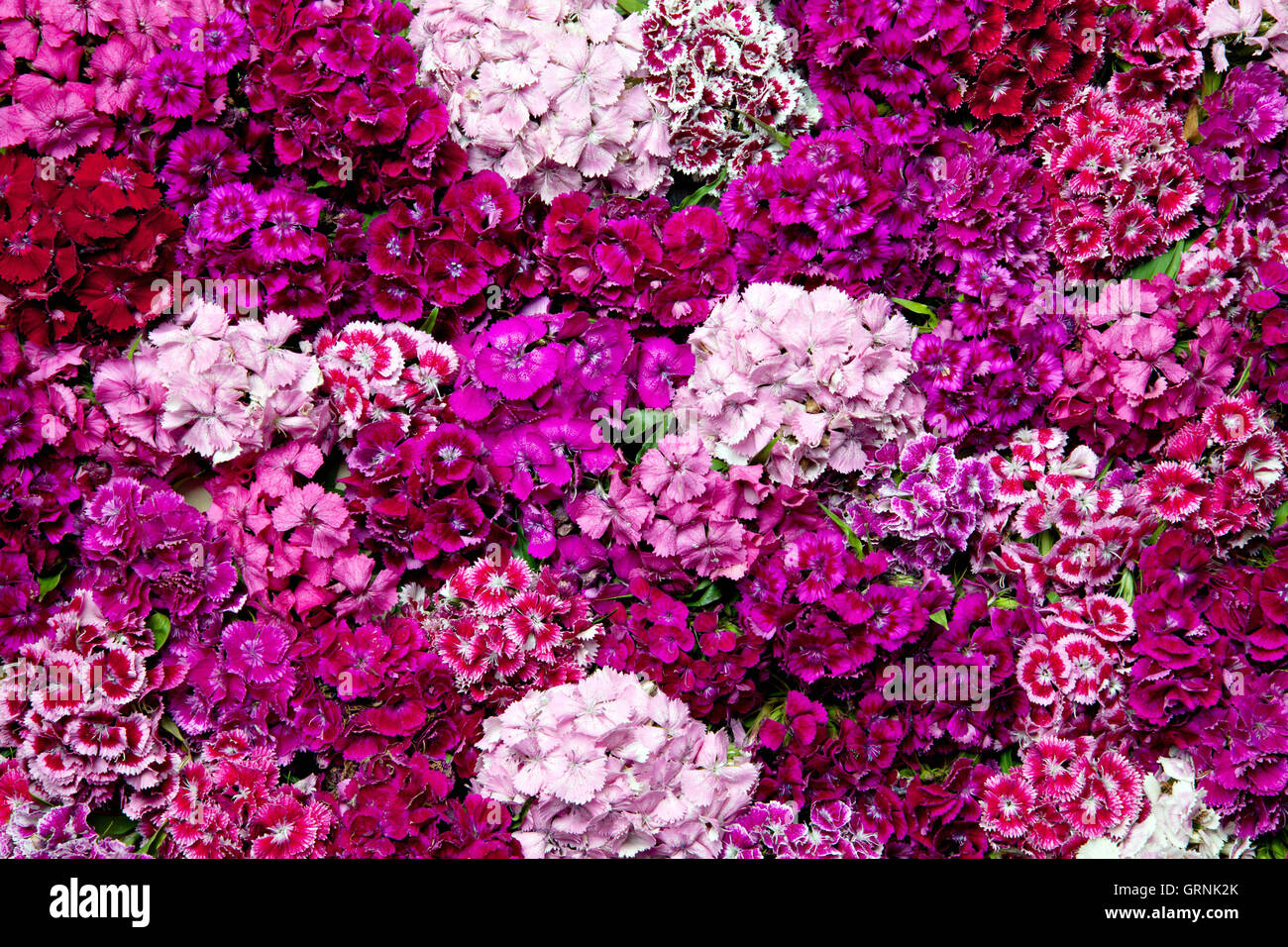 Dianthus flower as pink background. Stock Photo