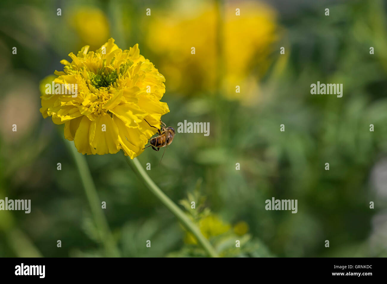 Bee on a yellow flower Garofano d'India (Tagetes patula) Stock Photo