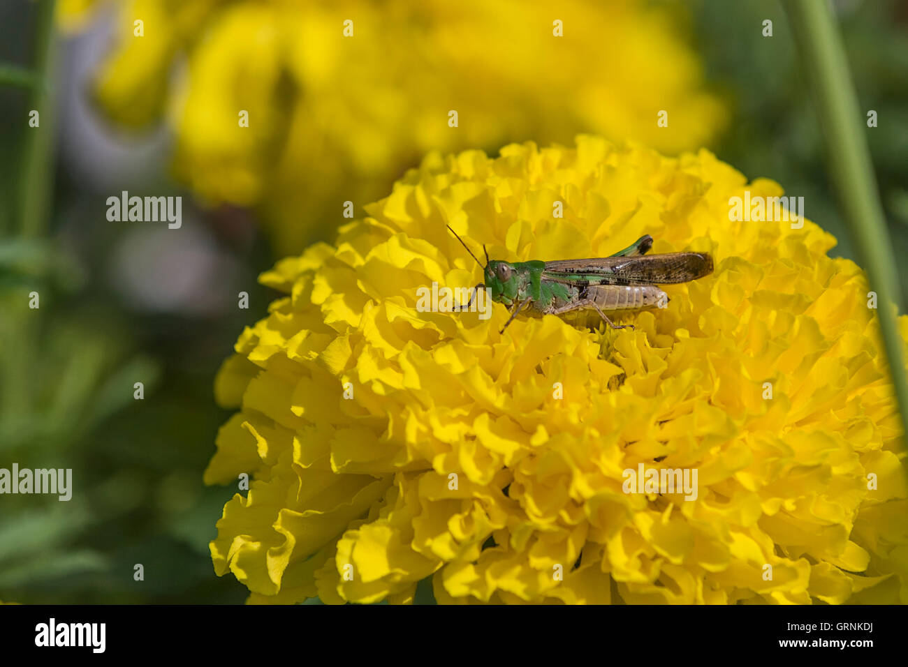 Grasshopper on a yellow flower Garofano d'India (Tagetes patula) Stock Photo