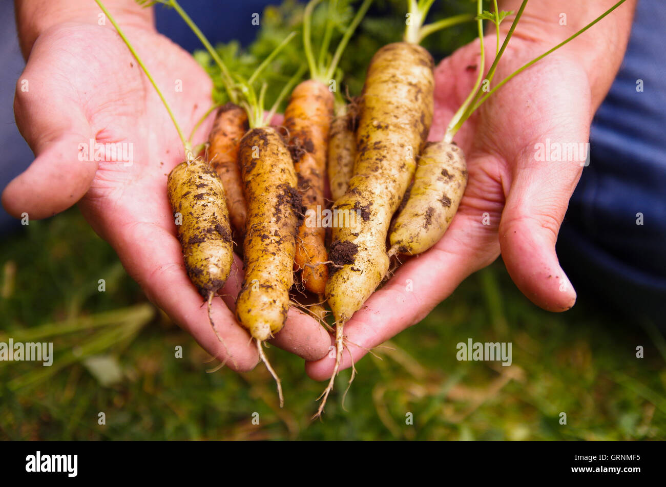 Hands holding freshly harvested organic carrots, healthy lifestyle