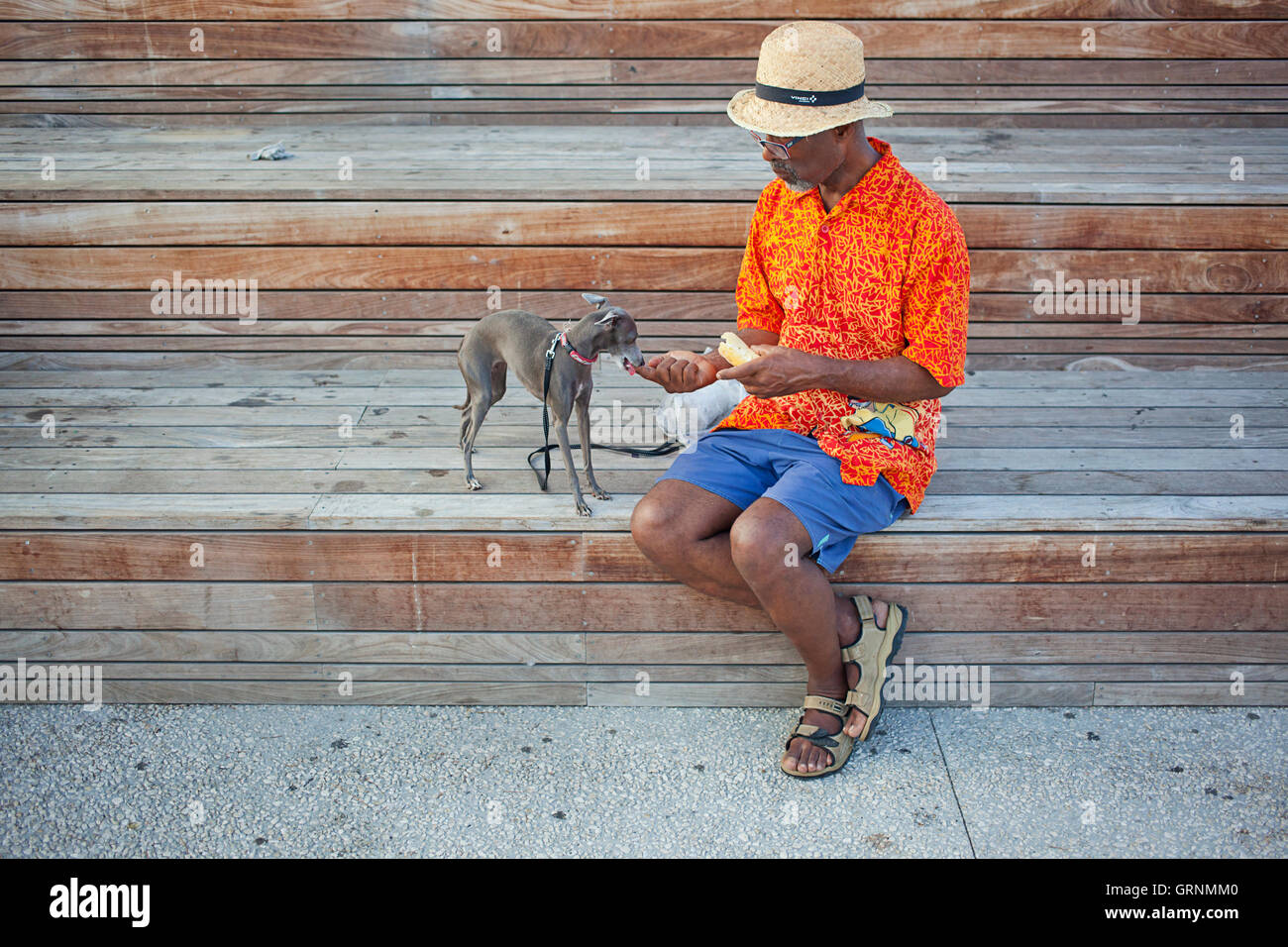 Man in straw hat feeding small Italian Greyhound dog Stock Photo