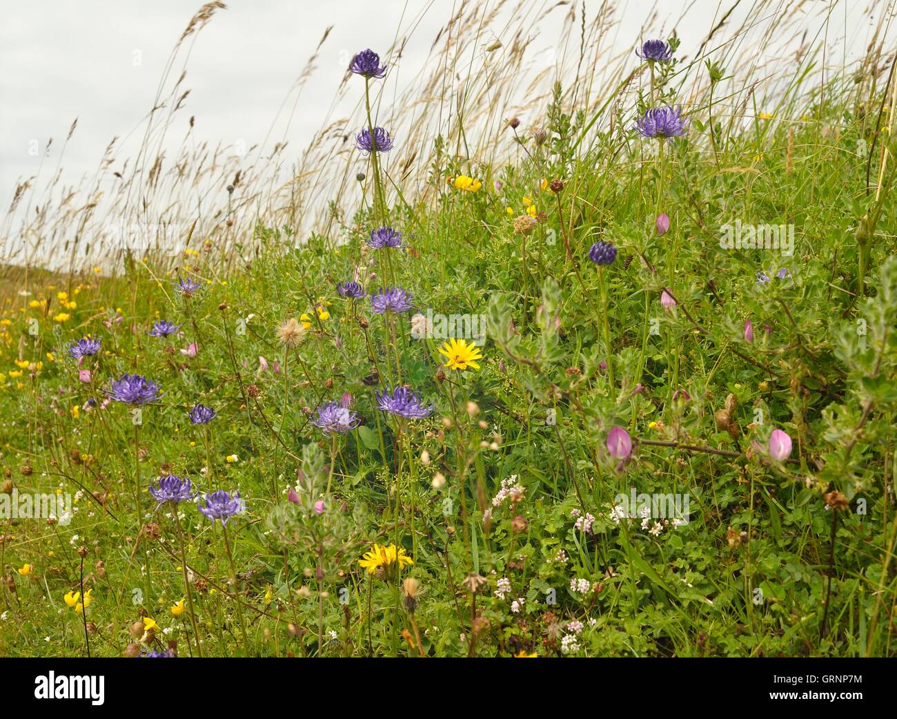 A variety of wild summer flowers on the South Downs blowing in the wind Stock Photo