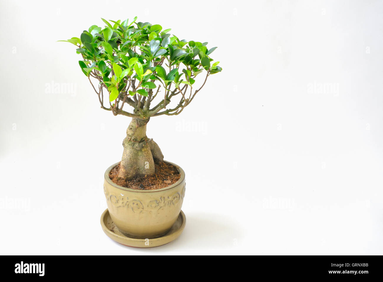 Asia bonsai hi-res stock photography and images - Alamy