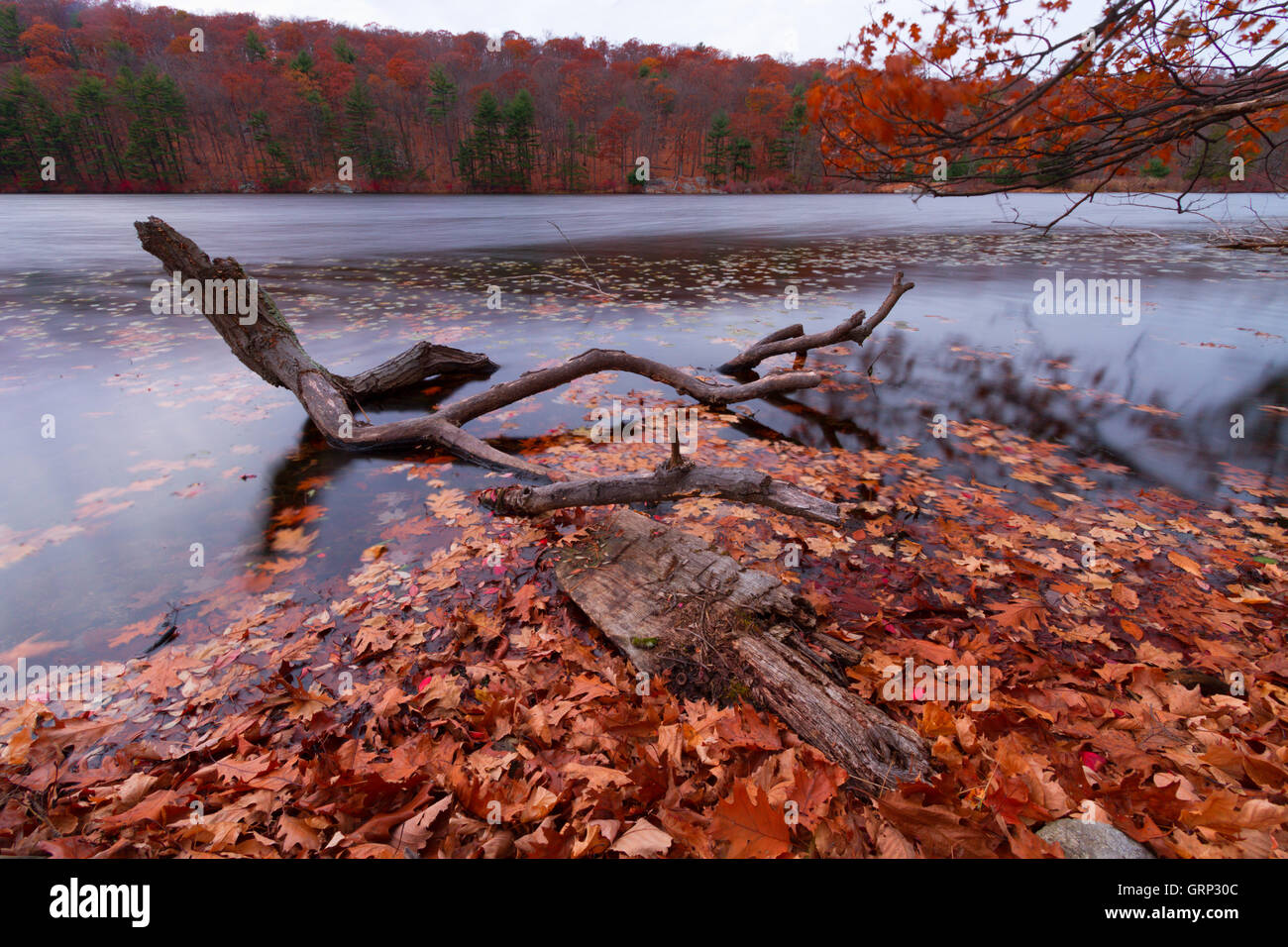 Fall landscape with the forest lake at sunset Stock Photo - Alamy