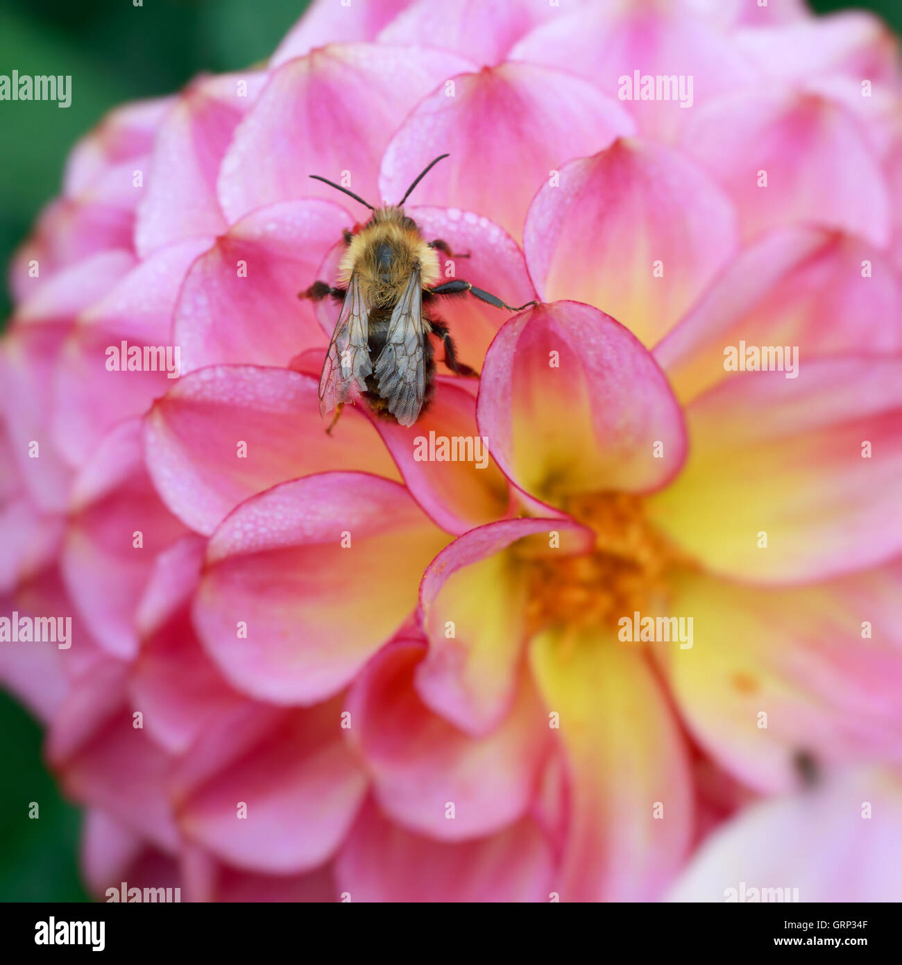 Honey bee on a pink dahlia. Stock Photo