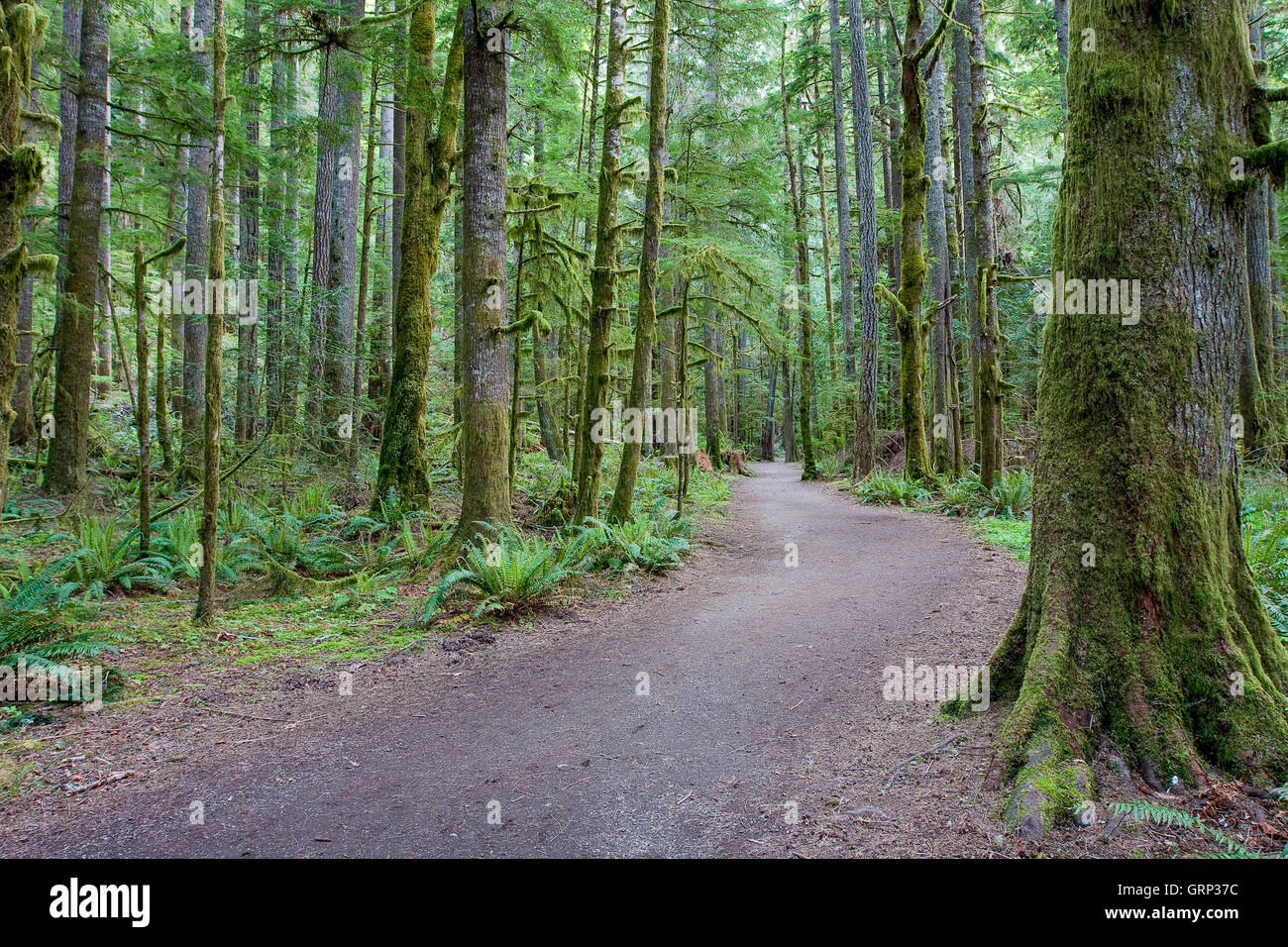 A well traveled path runs through Hoh rainforest in Olympic National Park. Stock Photo