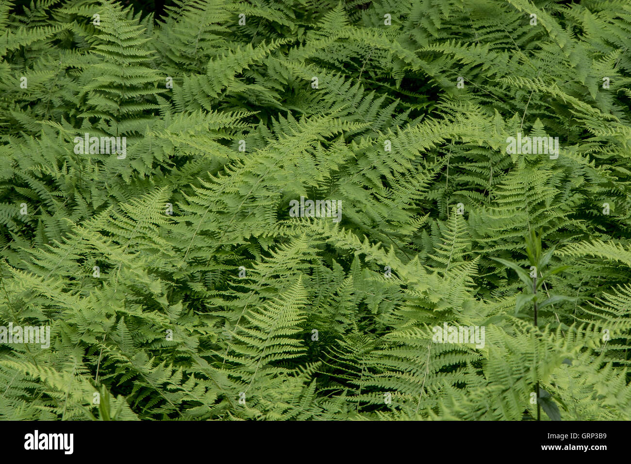 Ferns grow close together in a forest Stock Photo