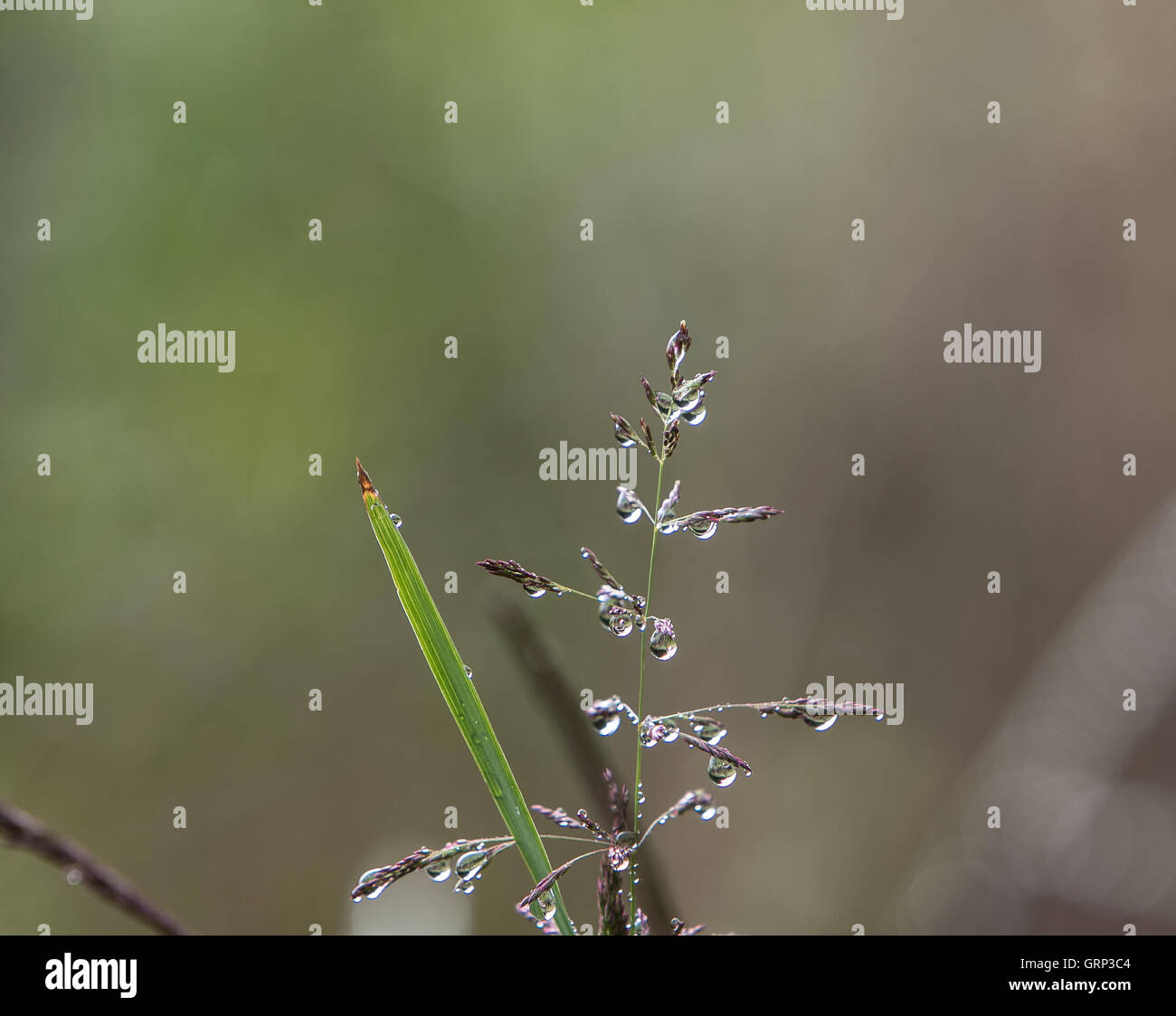 Top of a field plant and a blade of grass covered in morning dew droplets. Stock Photo
