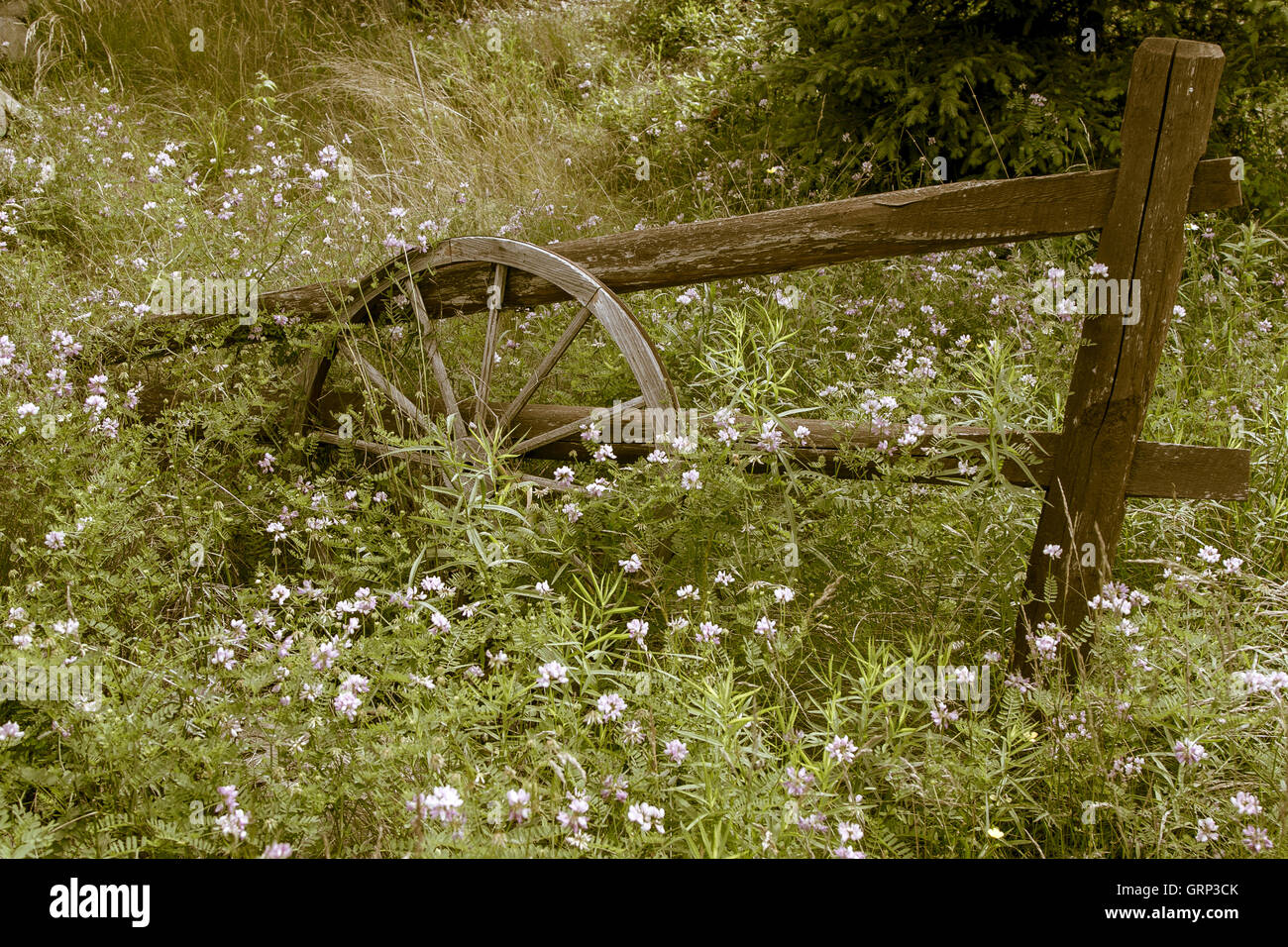 An old wooden wheel leaning against an old wooden gate overgrown by grass, antique look Stock Photo