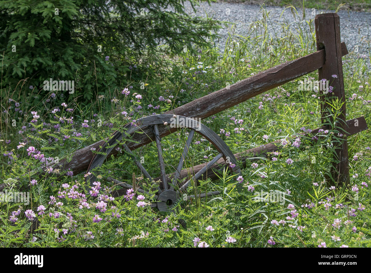 An old wooden wheel leaning against an old wooden gate overgrown by grass. Stock Photo