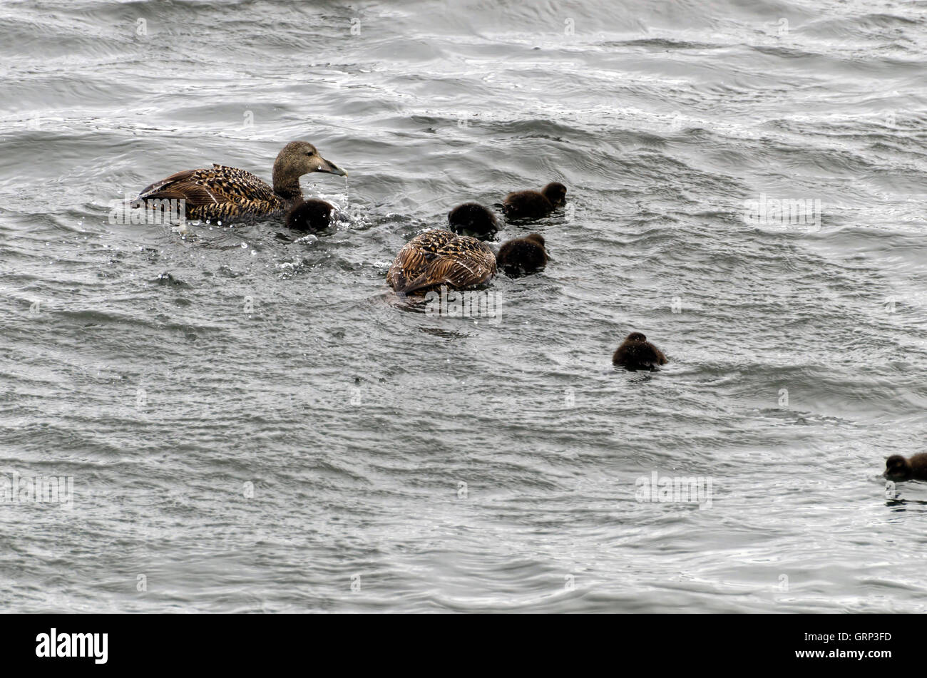 Eider ducks (Somateria mollissima) with young in the sea near Seahouses in Northumberland, England. Stock Photo
