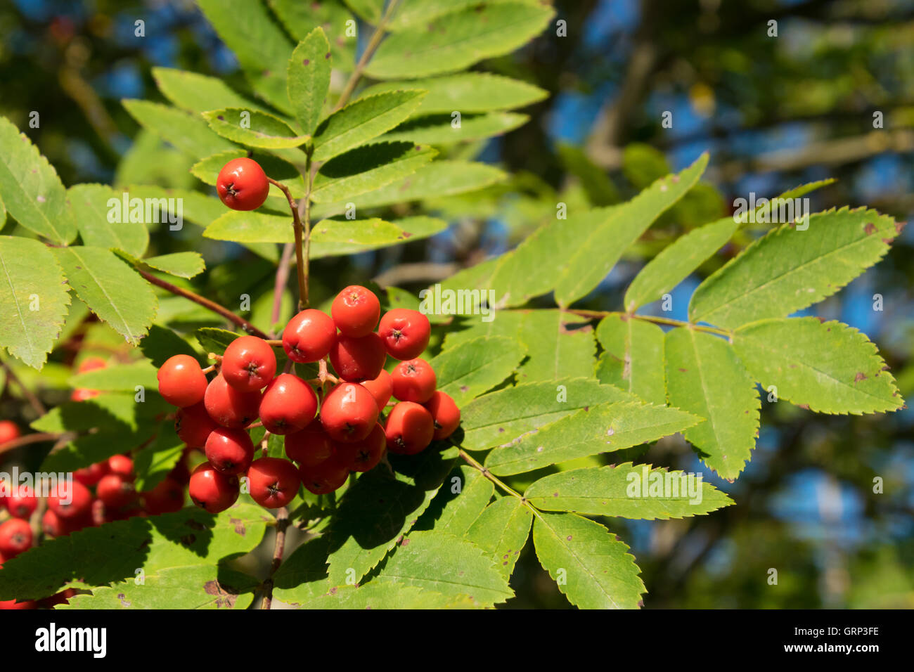 Ripe berries hanging from a bush in British summer time Stock Photo