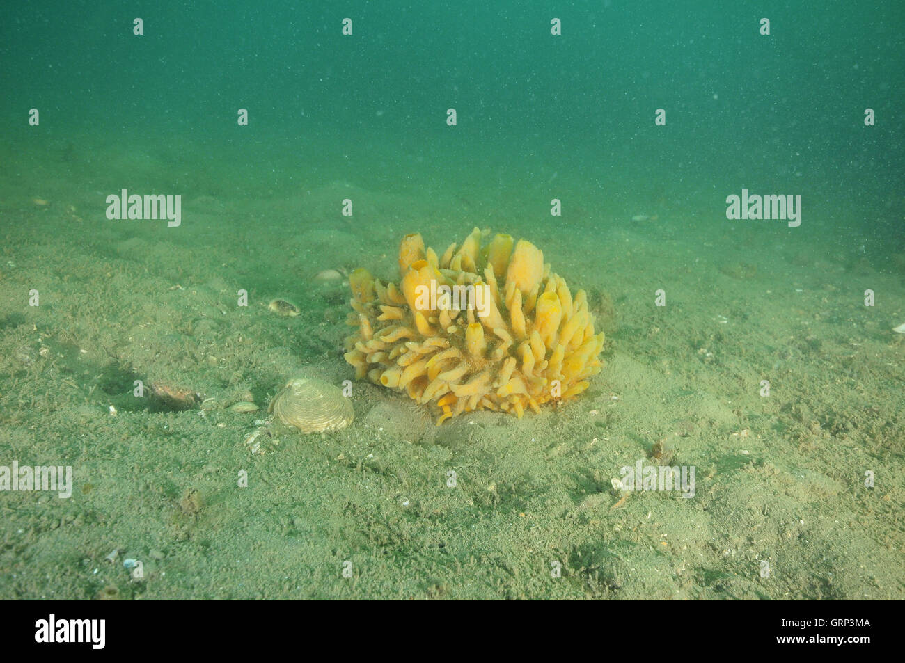 Yellow nipple sponge (Polymastia) on flat muddy bottom Stock Photo