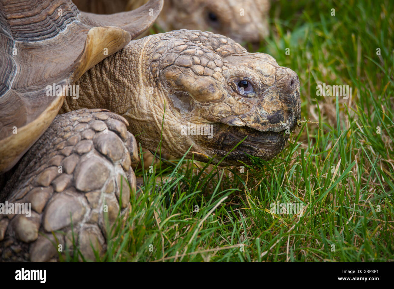 Tortoise eating grass Stock Photo Alamy