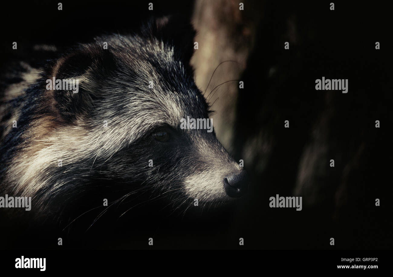 Raccoon head shot close up Stock Photo