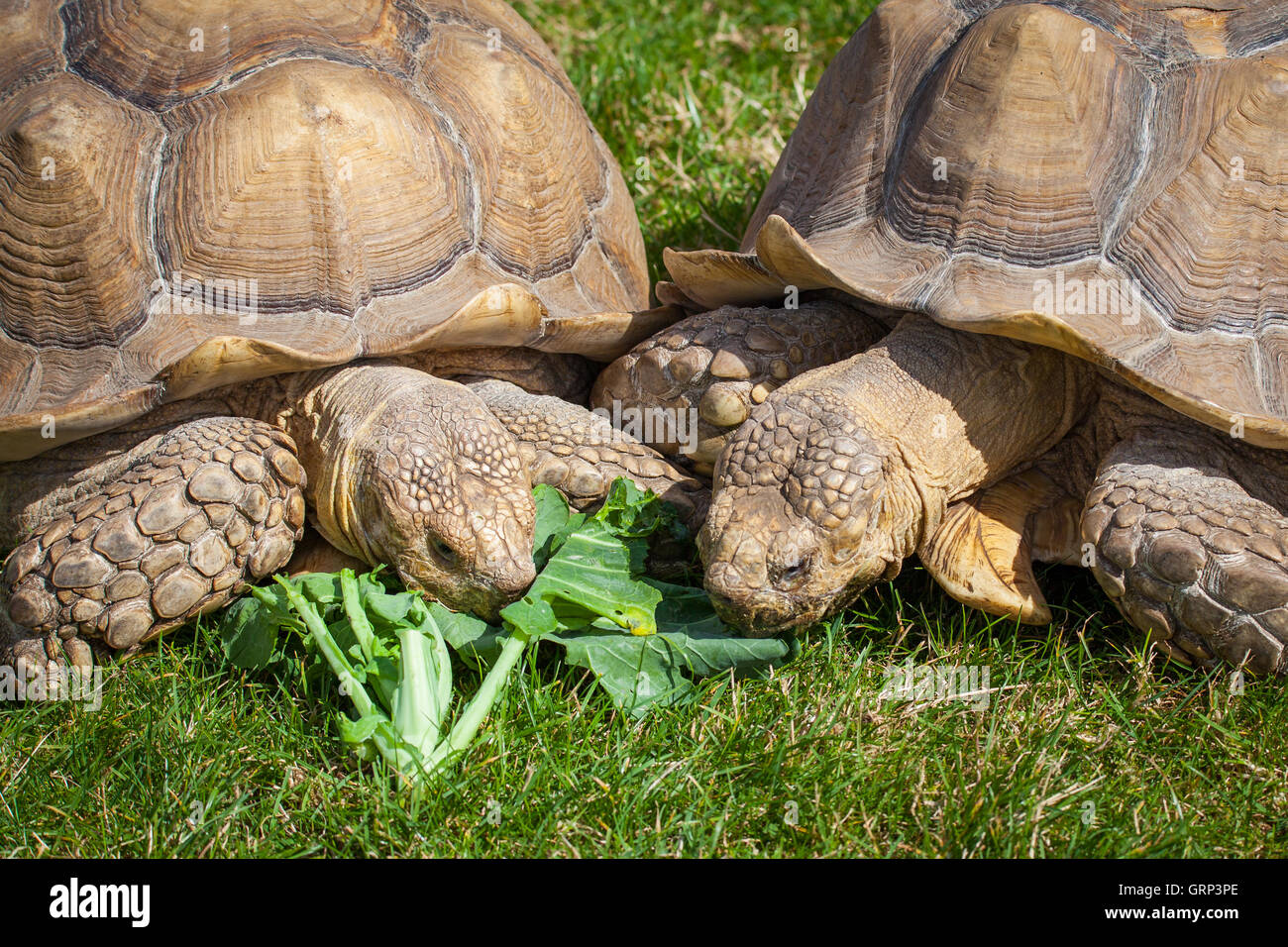 Tortoise eating grass Stock Photo Alamy
