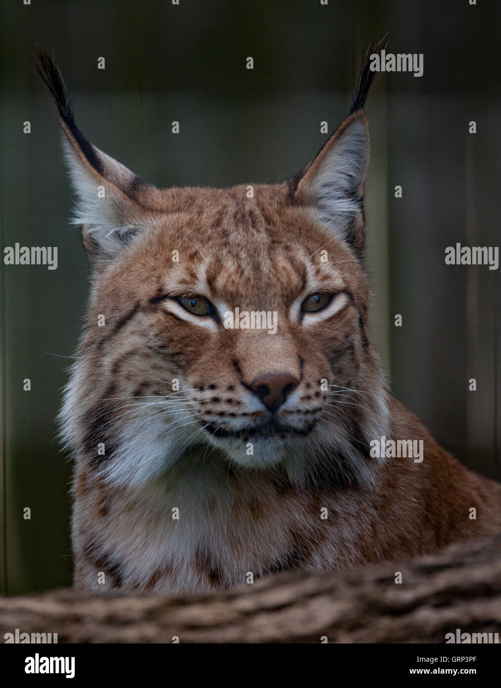 Siberian lynx  head shot Stock Photo