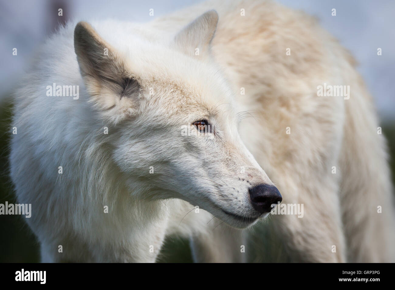 White hudson bay wolf close up head shot Stock Photo