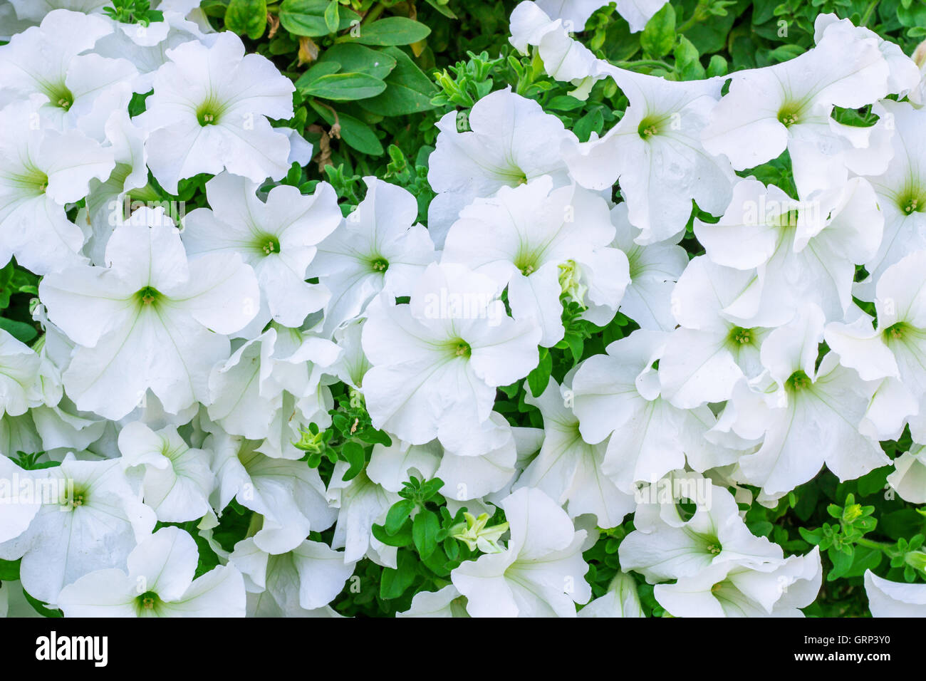 Copious Image Example Floral background of copious quantities of blooming white Petunia ...