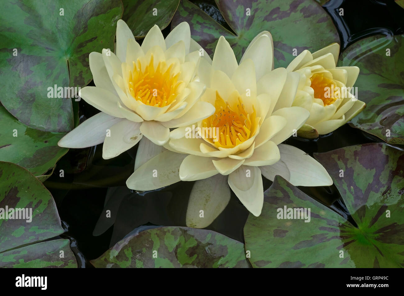 Fragrant Water Lily flowers (Nymphaea odorata), Eastern USA Stock Photo