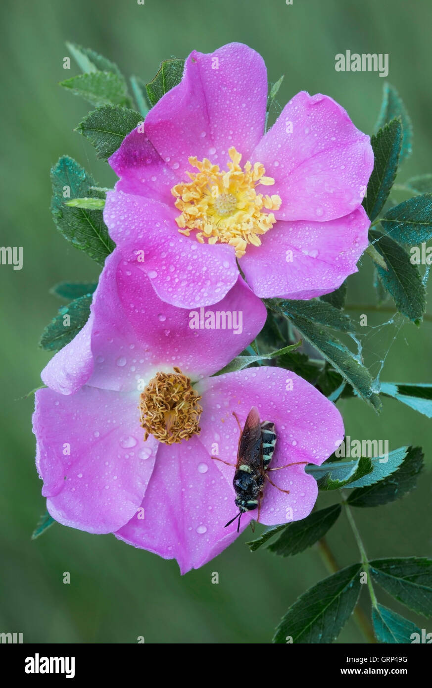 Flower Flies  (Chrysotoxum ypsilon) on Wild Pasture Rose (Rosa carolina), Summer, Michigan USA Stock Photo