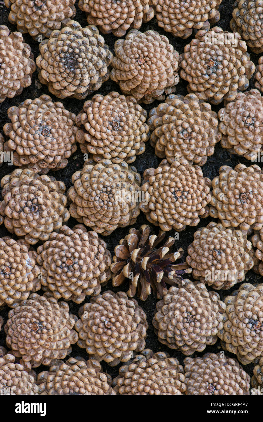 Pine cones lined up, bottom view (Pinus species) North America Stock Photo