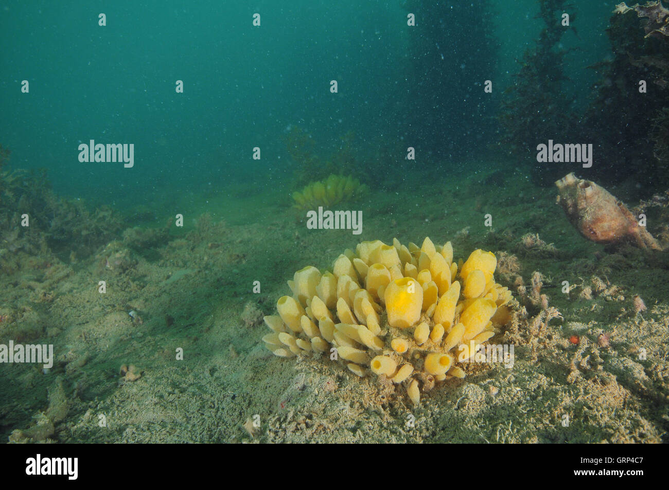 Yellow nipple sponges (Polymastia) on muddy slope Stock Photo