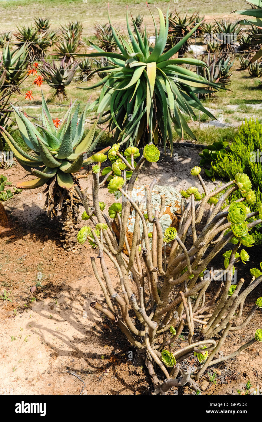 The House of Aloes is located in the heart of Aloe ferox country: Albertinia, South Africa. Stock Photo