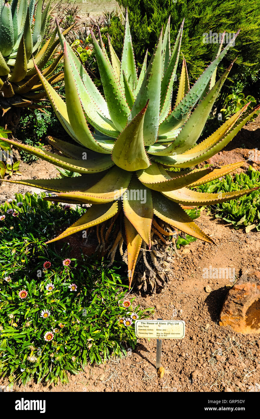 The House of Aloes is located in the heart of Aloe ferox country: Albertinia, South Africa. Stock Photo