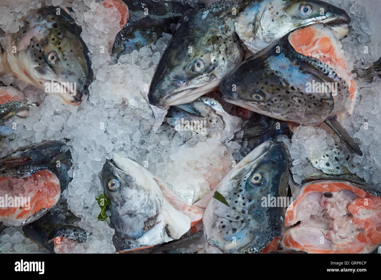 Salmon heads on ice at fishmonger's stall Stock Photo