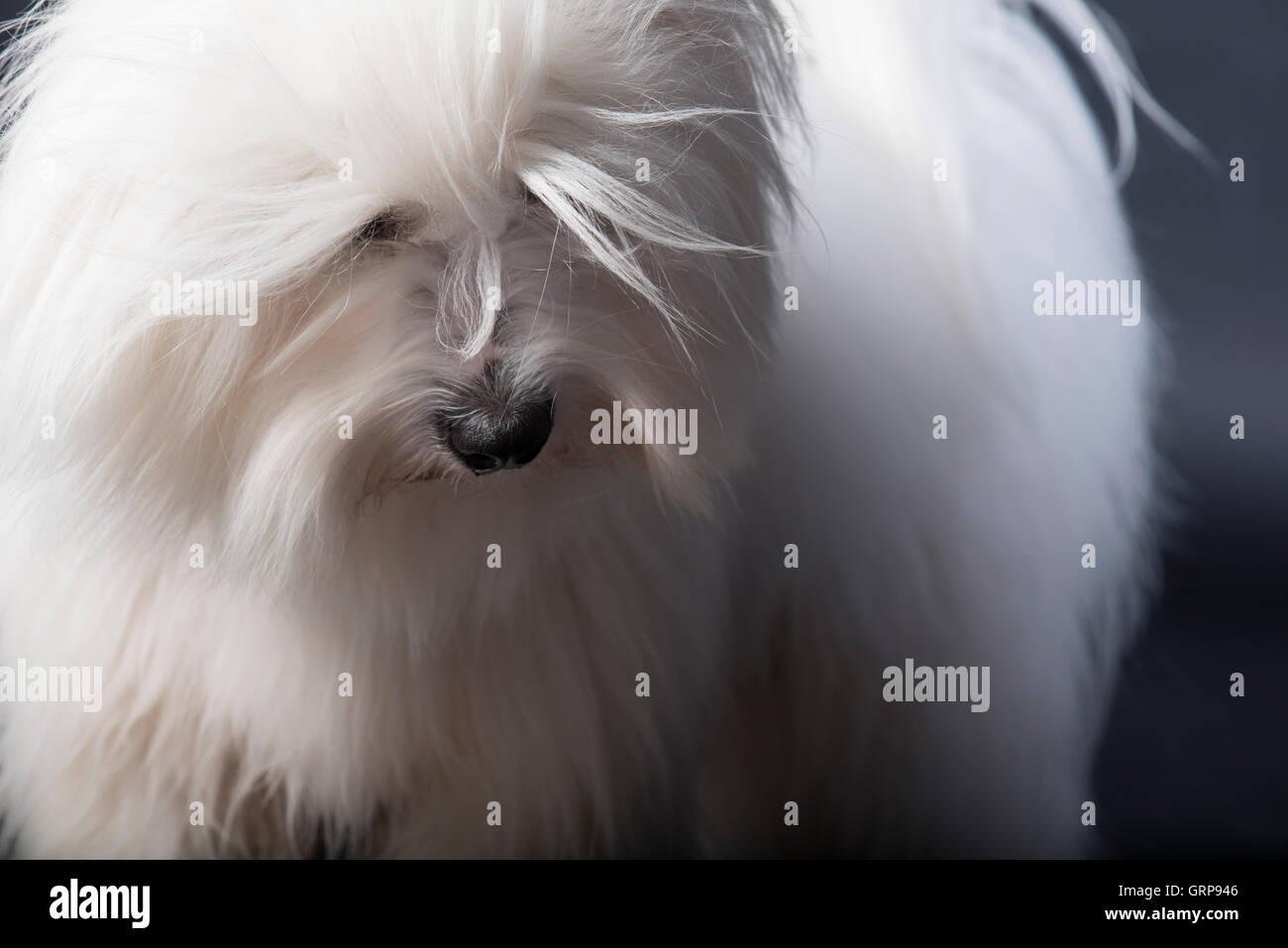 Portrait of a Coton du Tulear looking down during a studio session Stock Photo