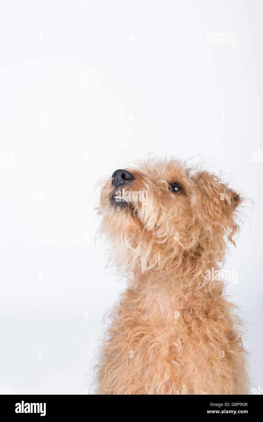 Portrait of a Lakeland Terrier looking up Stock Photo