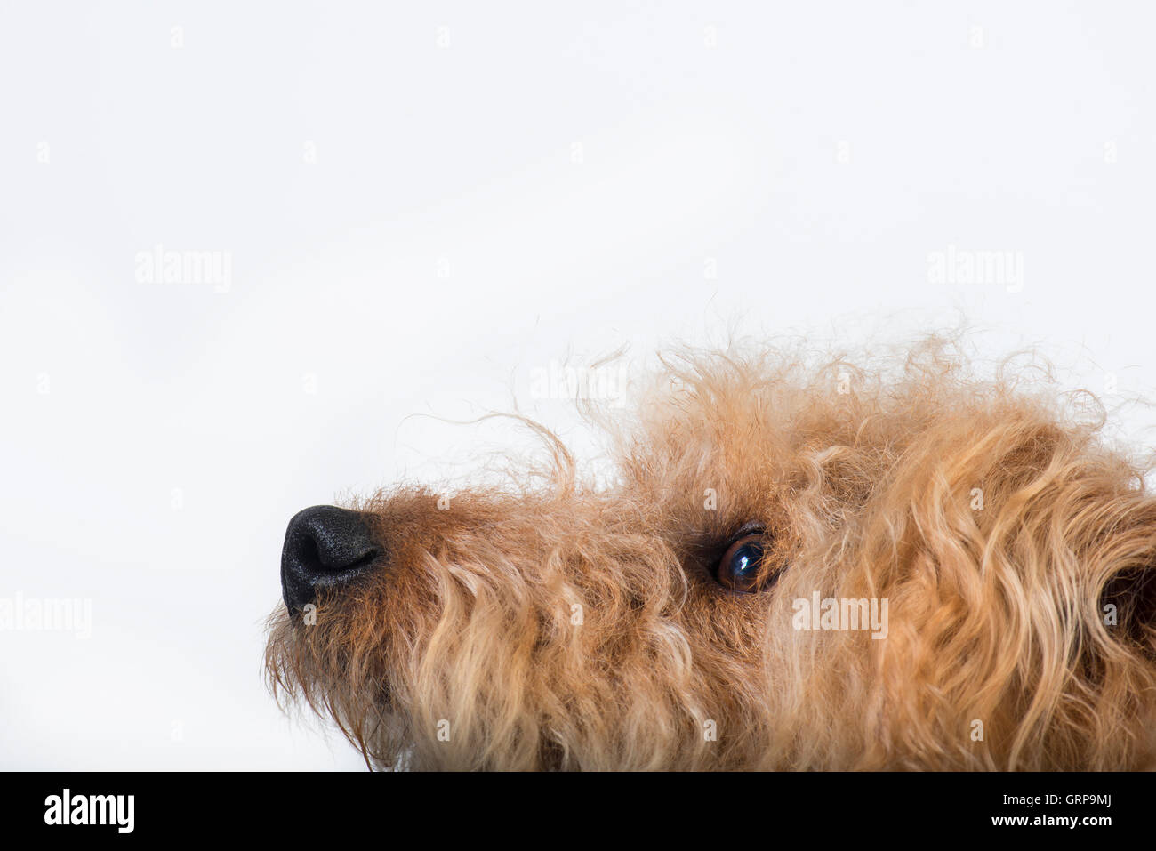 Portrait of a Lakeland Terrier Stock Photo