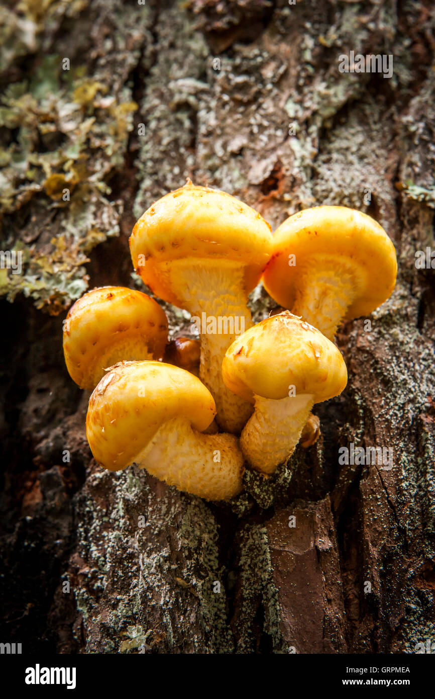 Bright yellow honey mushrooms Stock Photo - Alamy