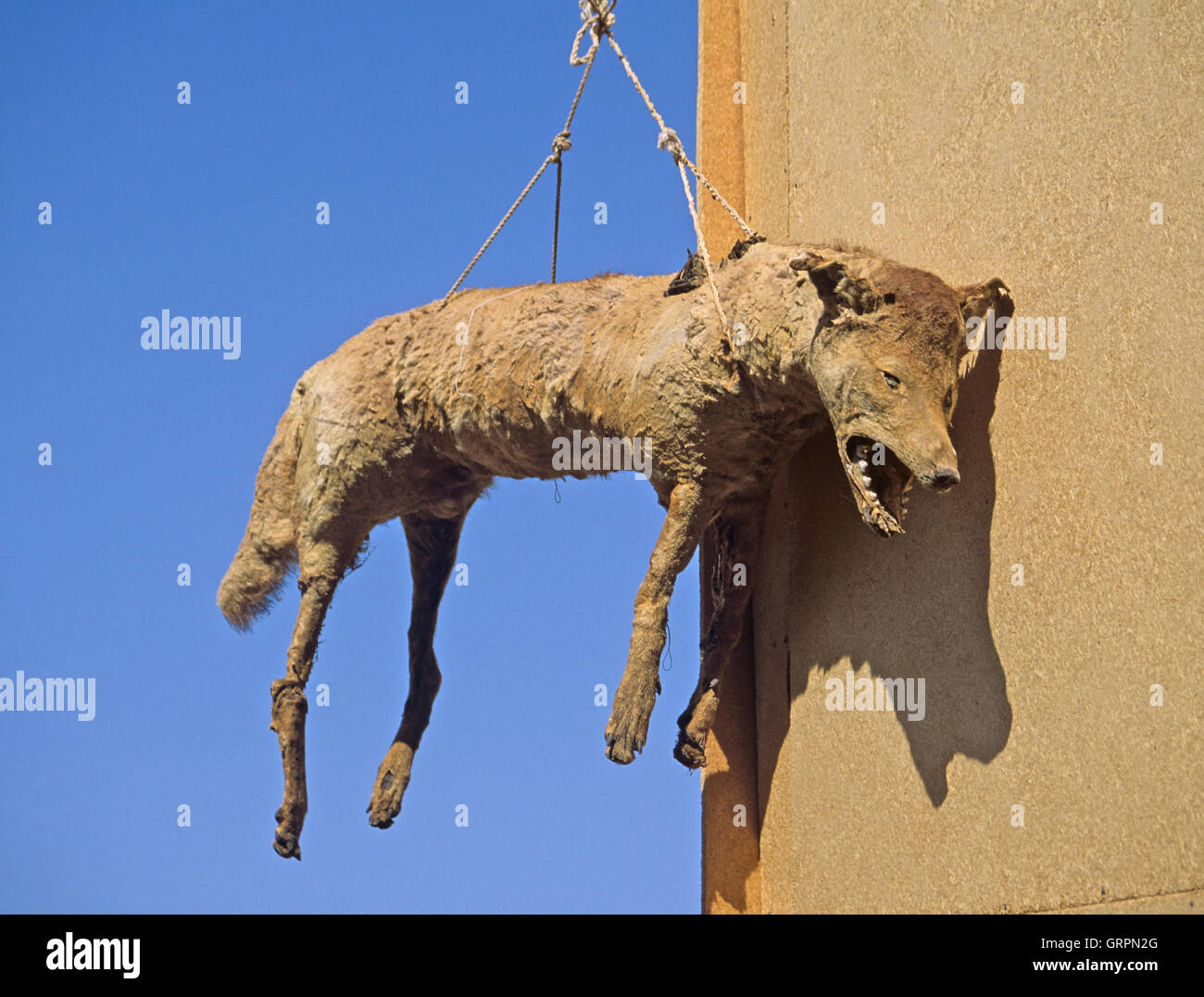 Desert wolf, Aswan, Upper Egypt Stock Photo