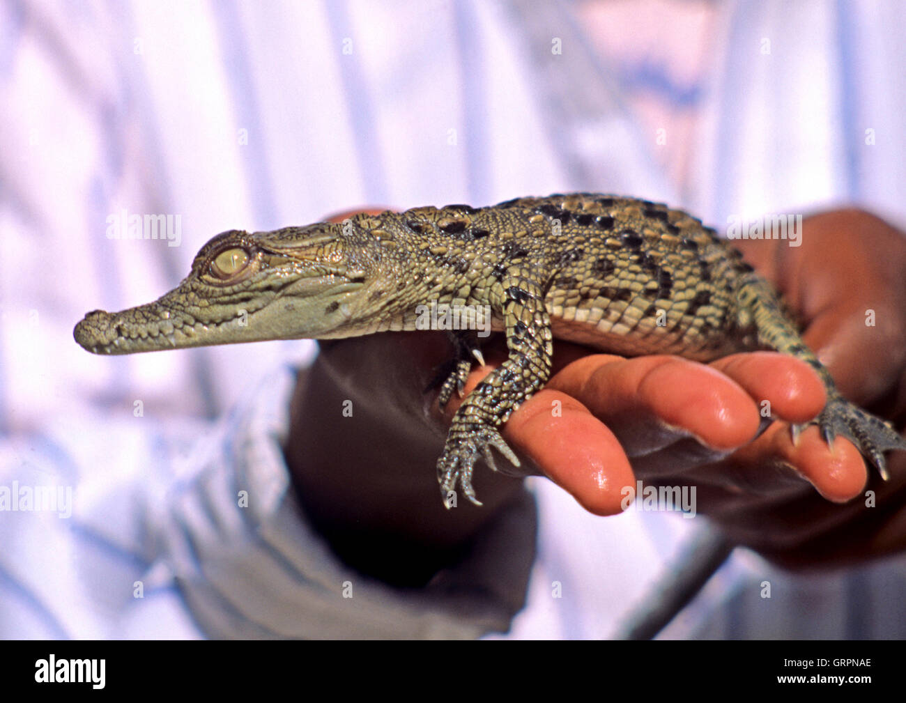 Baby Nile Crocodile (Crocodylus niloticus ), Aswan, Upper Egypt Stock Photo