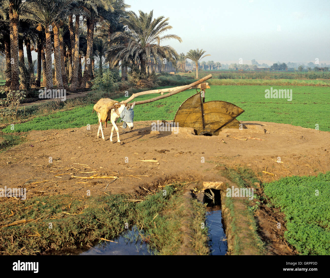 Donkey well, Fayyum, Upper Egypt Stock Photo