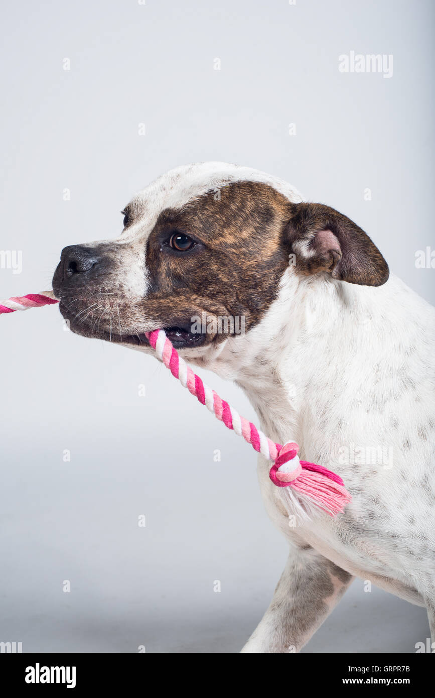 American Bulldog Cross (female) playing tug with a rope toy during a studio session. Stock Photo