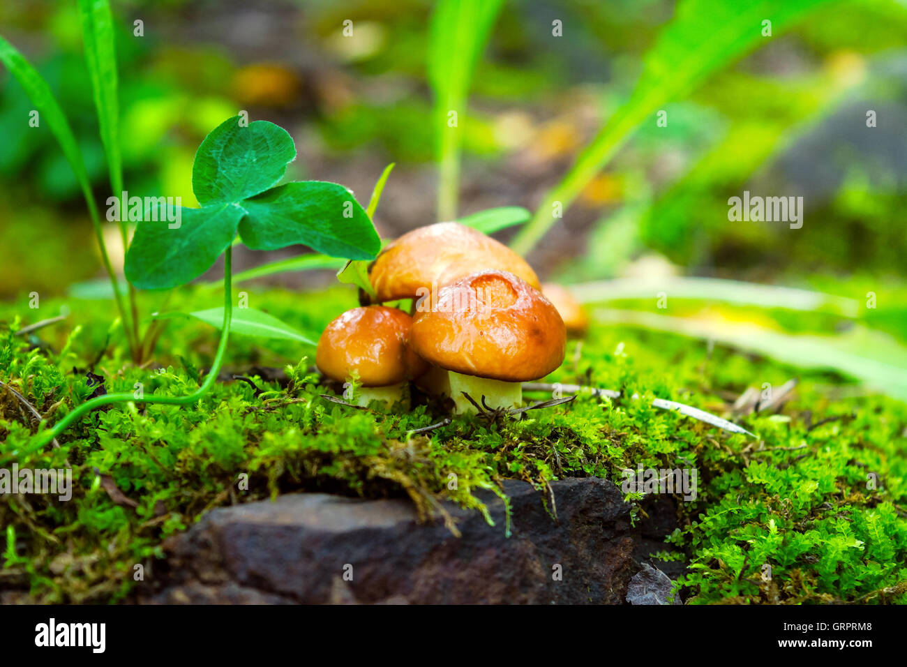 Forest mushrooms in the green grass.  Edible mushroom picking.  Leccinum scabrum. Stock Photo