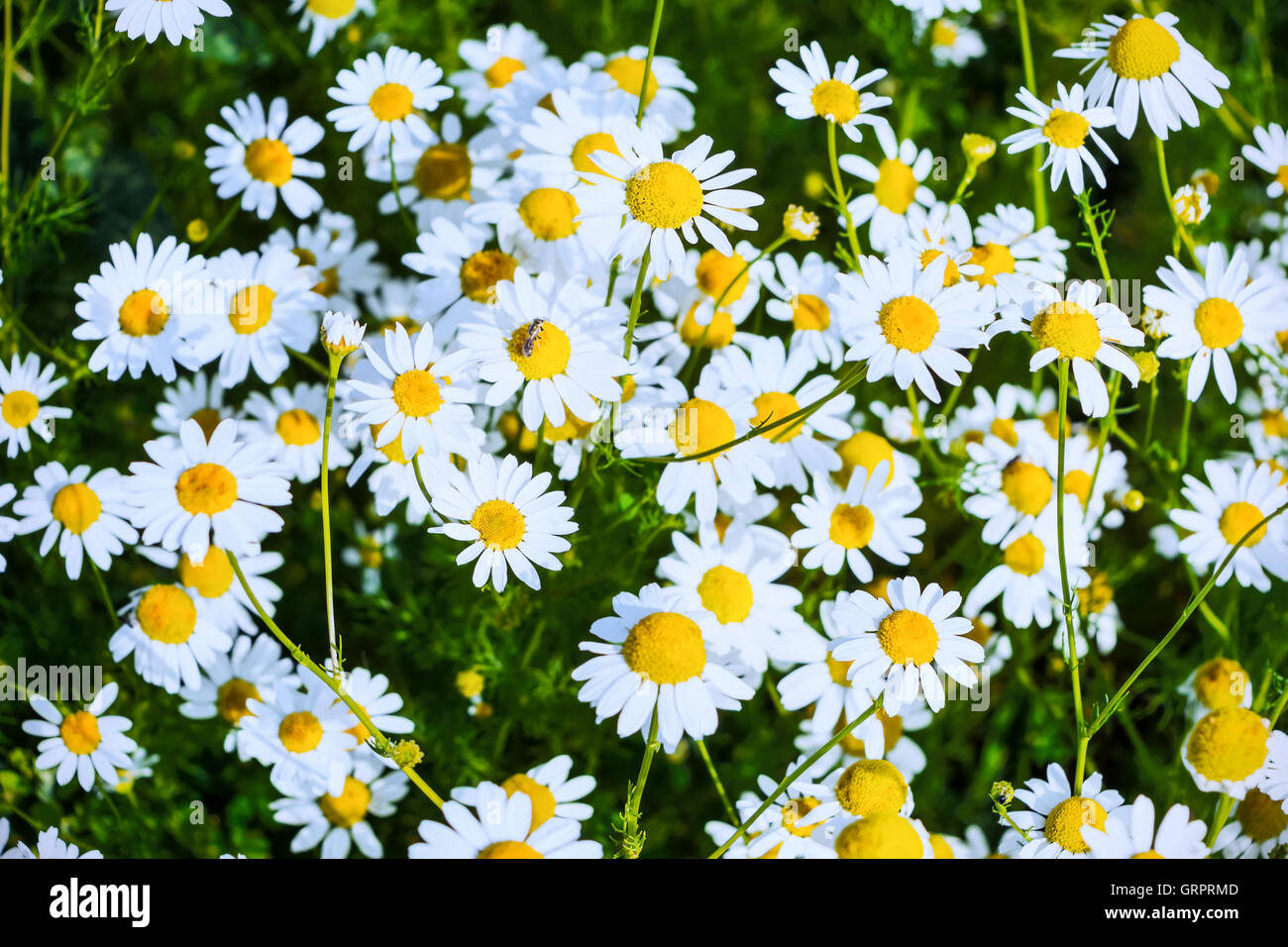 Summer field of blooming daisies. Beautiful landscape with daisies in the sunlight. White