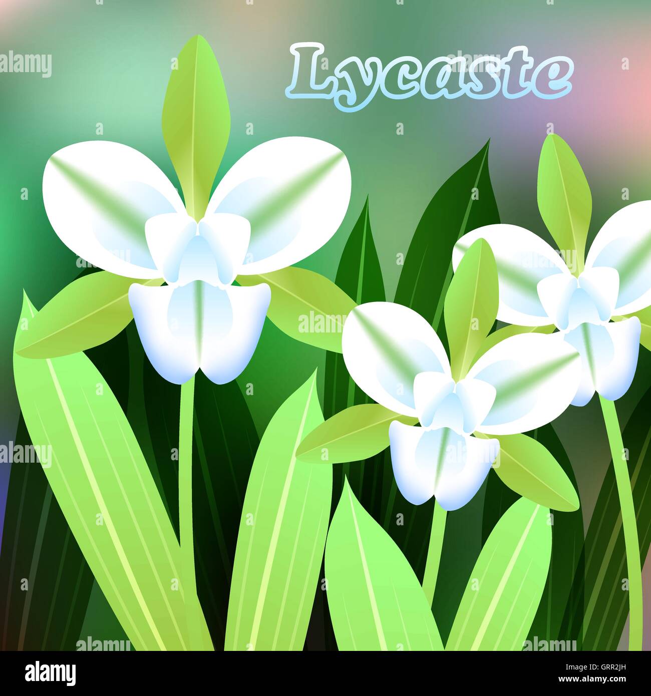 Beautiful Flower, Illustration of Lycaste orchid with Green Leaves on Tree Branch. Vector Stock Vector