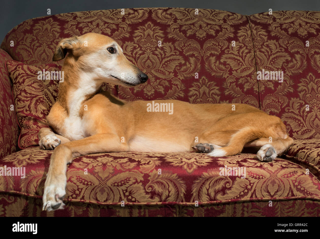 Portrait of a Lurcher relaxing on a sofa Stock Photo