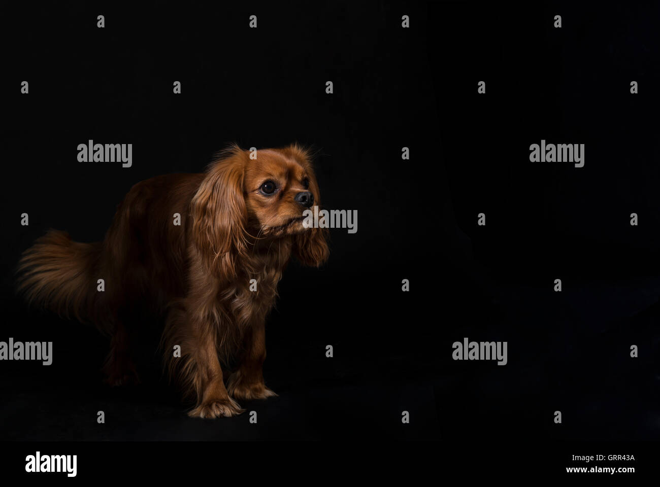 King Charles Cavalier Spaniel emerges from the dark Stock Photo