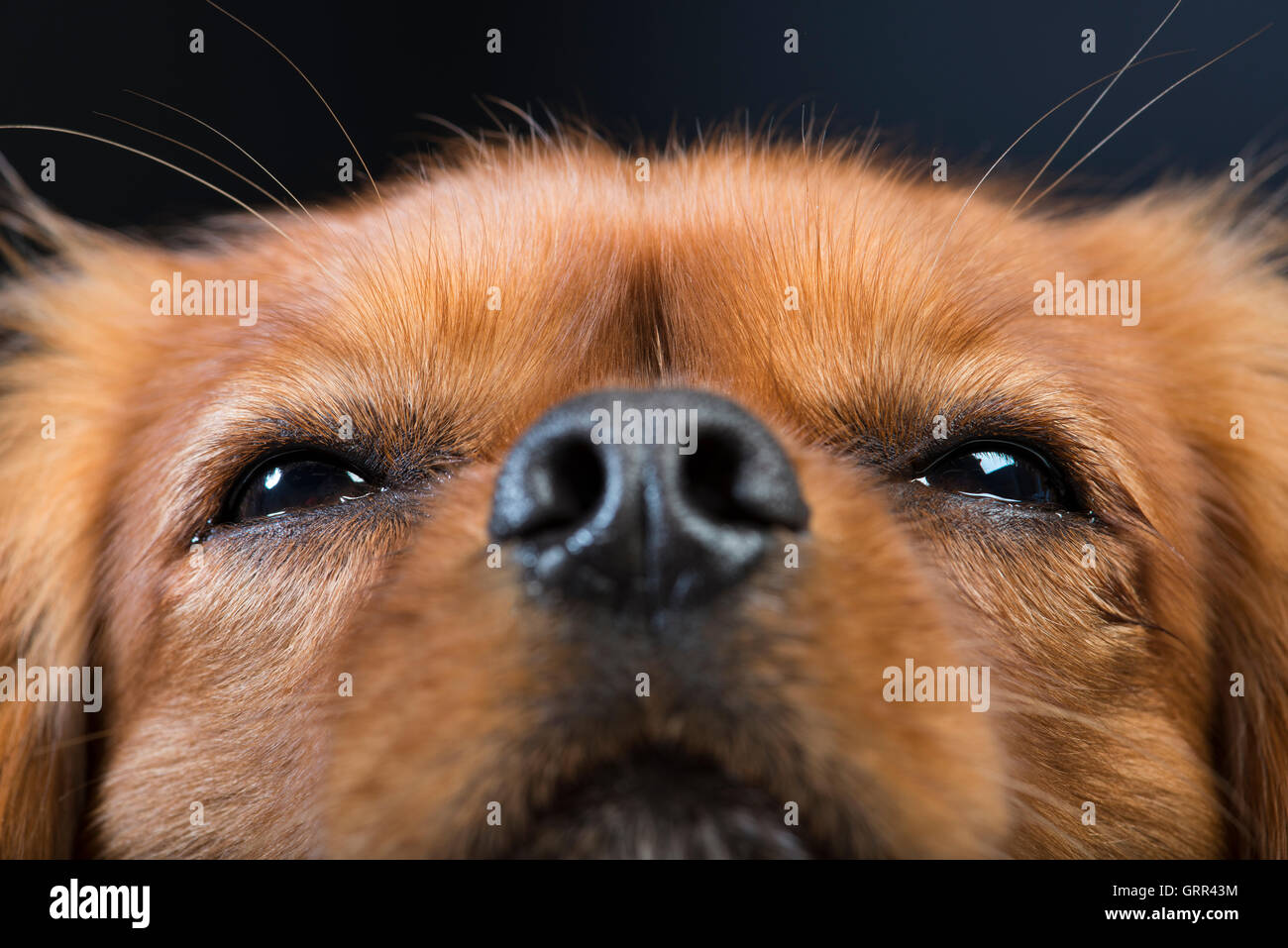 Close-up portrait of a King Charles Cavalier Spaniel Stock Photo
