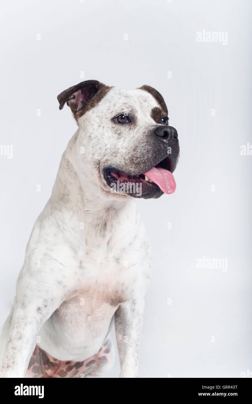 Portrait of an American Bulldog Cross (female) Stock Photo