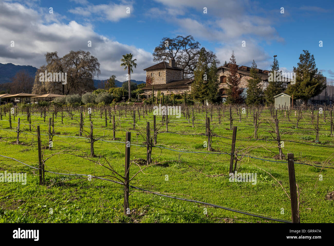 estate vineyard, V Sattui Winery, Napa Valley, Napa County, California, United States, North America Stock Photo
